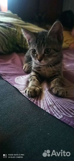 Кошка