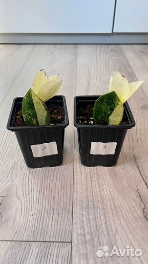 Замиокулькас вариегатный Шорт Лив