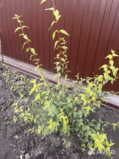 Жасмин, лаванда