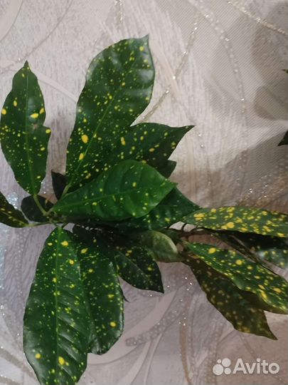 Аукуба японская