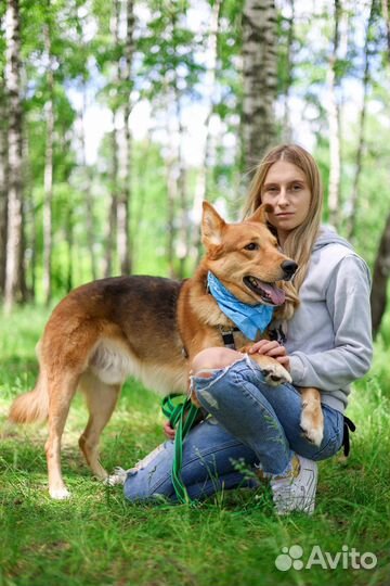 Рыжий красавчик ищет дом