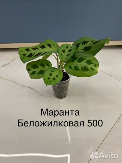 Комнатные растения. Строманта, Маранта, Калатея