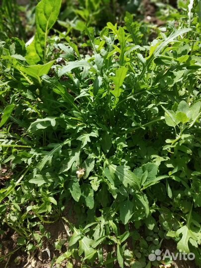 Руккола, рокамболь, мангольд