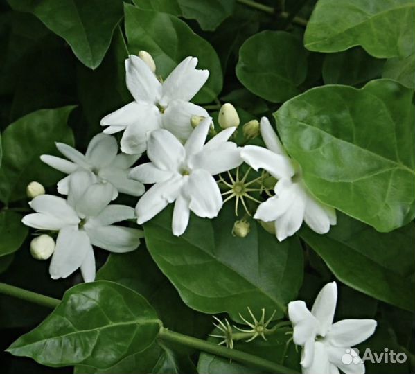 Комнатный жасмин самбак