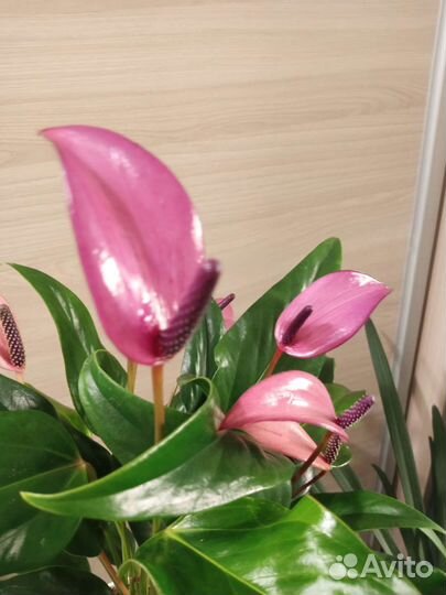 Антуриум Зизу