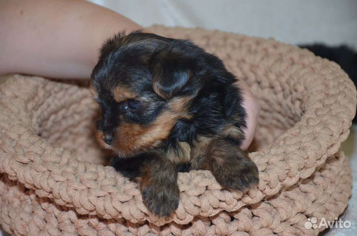 Йоркширский терьер