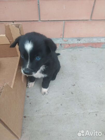 Щенки в добрые руки бесплатно