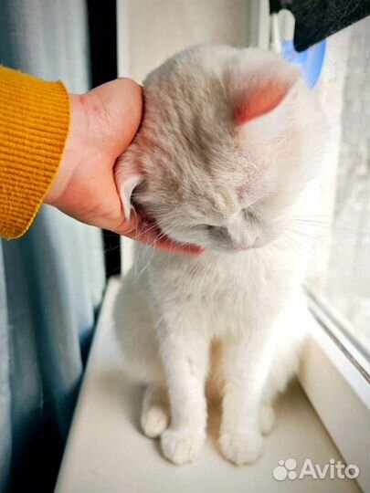 Беленький Альбус в поисках дома