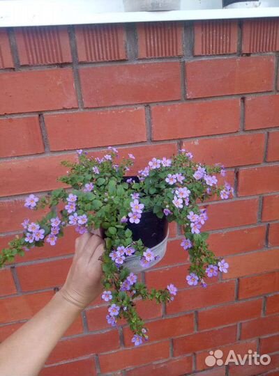 Вегетативные черенки