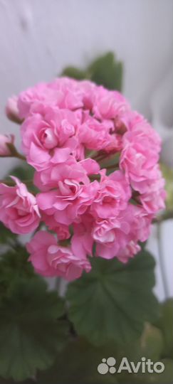 Пеларгония