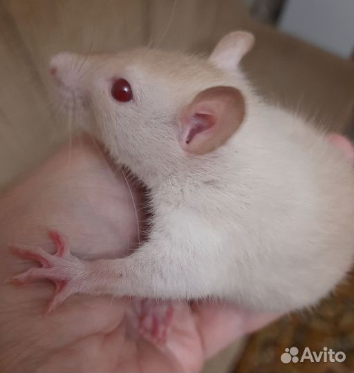 Декоративные крысята