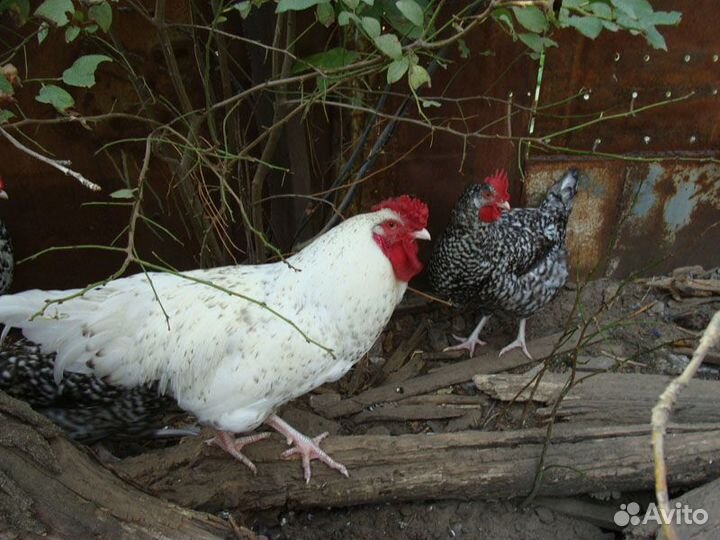 Куры, петухи и цыплята разных пород