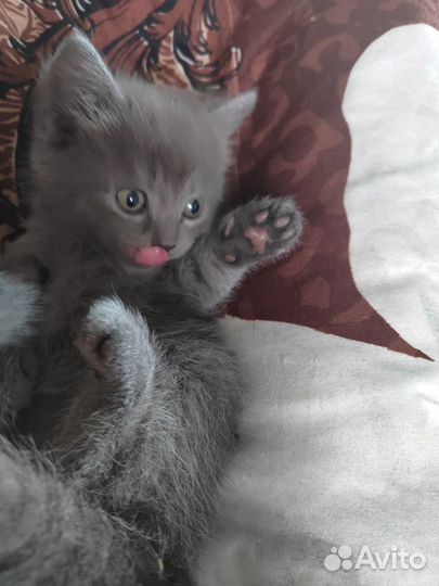 Котята скотиш страйт