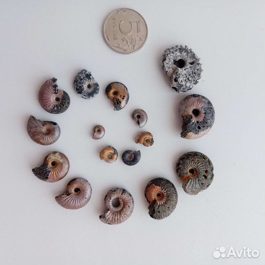 Окаменелости аммониты