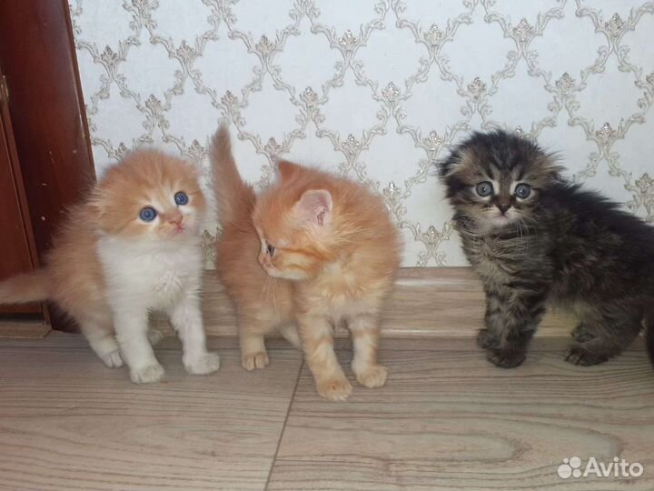 Котята британцы