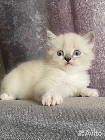 Сиамские котята