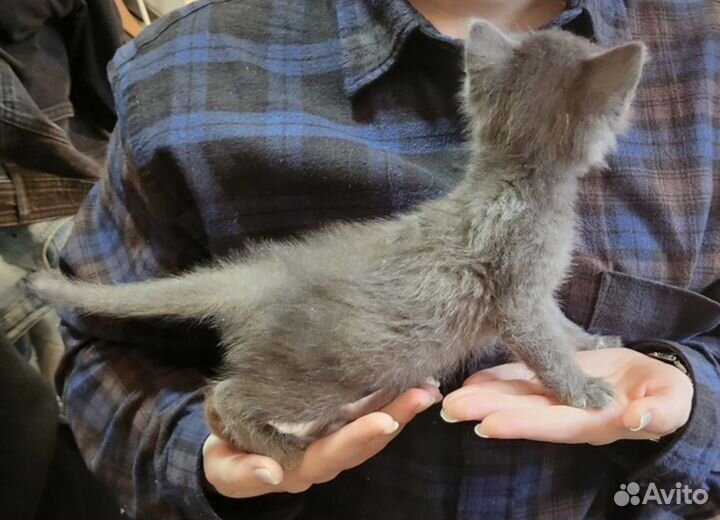 Котята в дар
