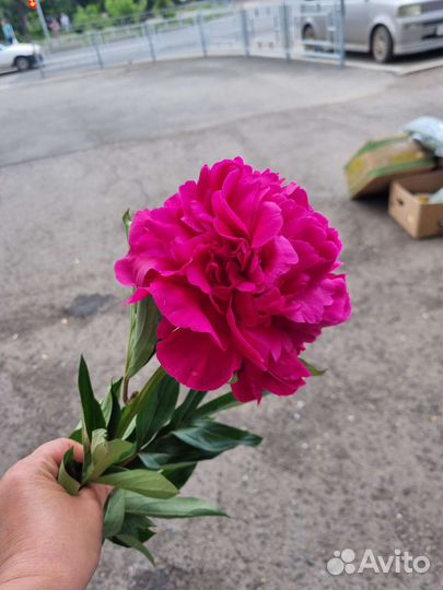 Пионы срезка