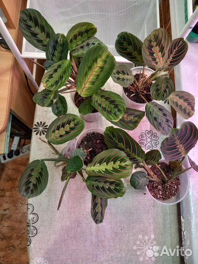 Маранта триколор