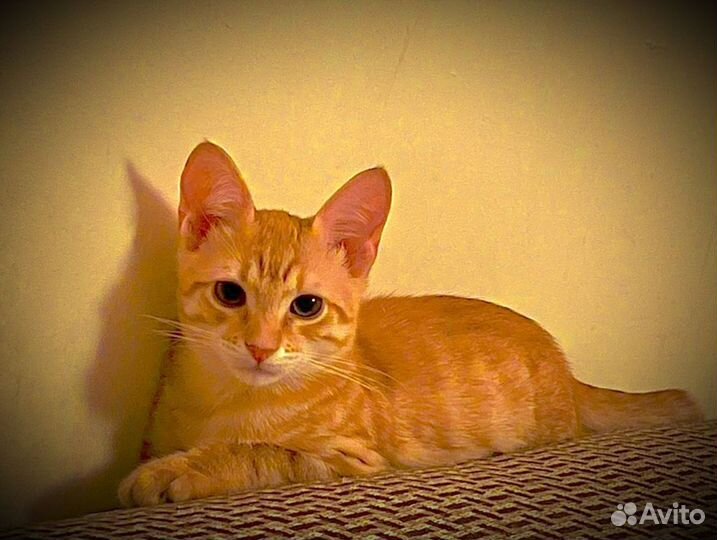 Рыжик в добрые руки