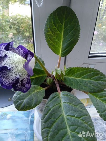 Глоксиния цветущая