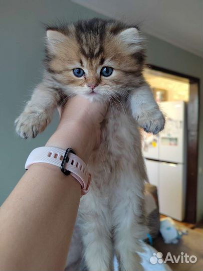 Британские котята