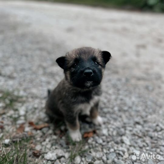 Щенки бесплатно