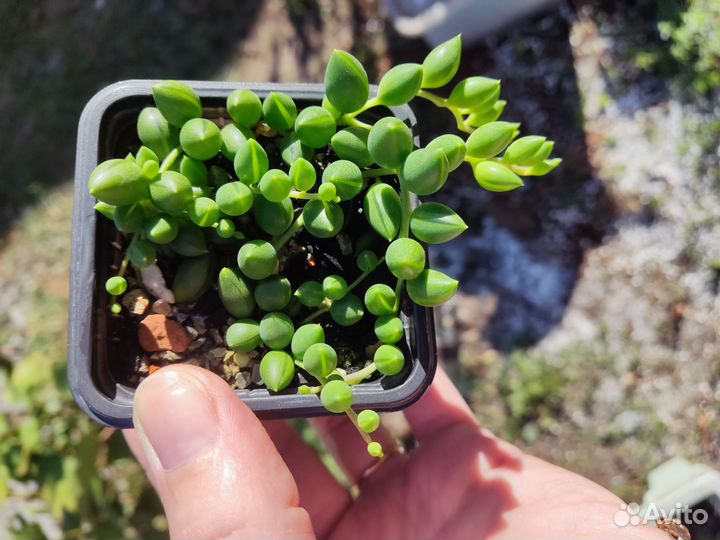 Красивые суккуленты