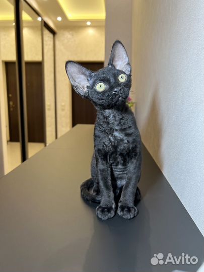 Котята девон-рекс