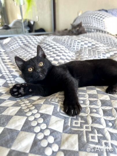 Котенок Шуршик