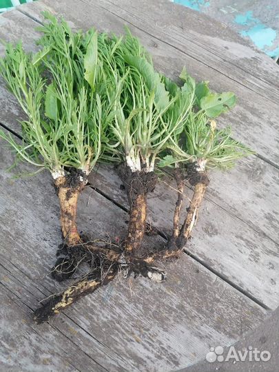 Тархун, укроп.дерево, розмарин, хрен, пряные