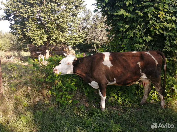 Коровы дойные молочные