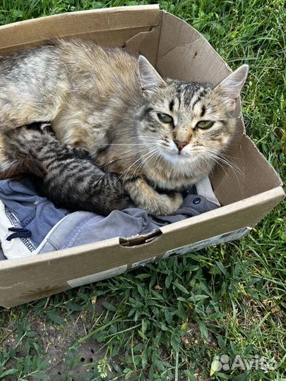 Кошка и котенок мальчик