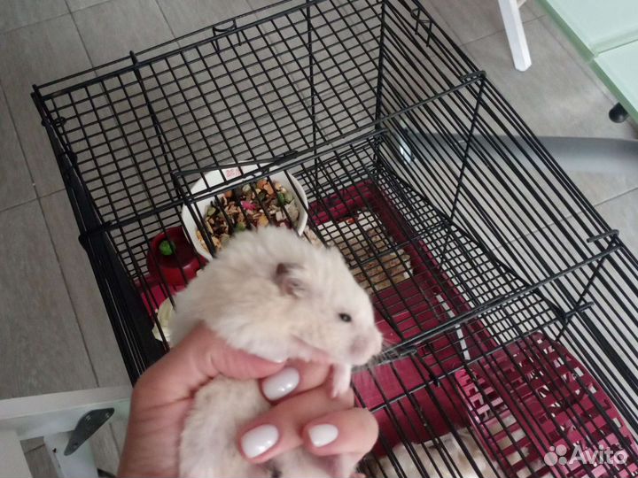 Сирийский хомяк мальчик