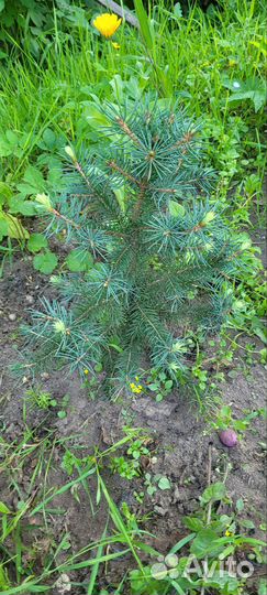 Ель голубая