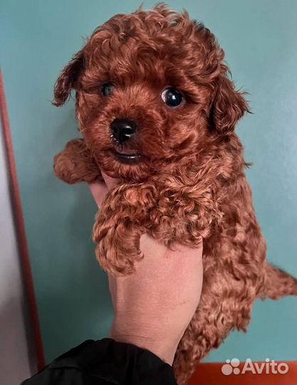 Щенки той-пуделя