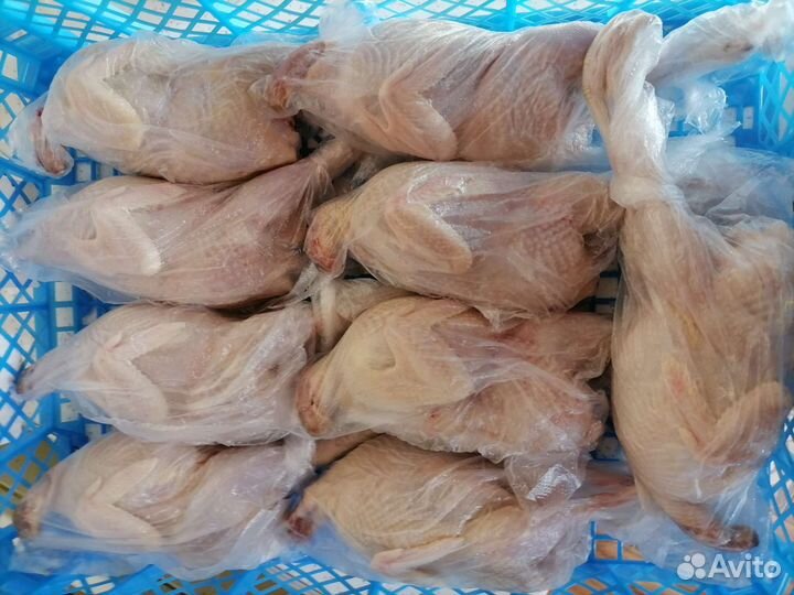 Техасец фараон (перепел)