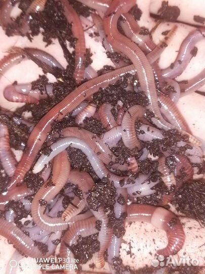 Черви дендробена, старатель