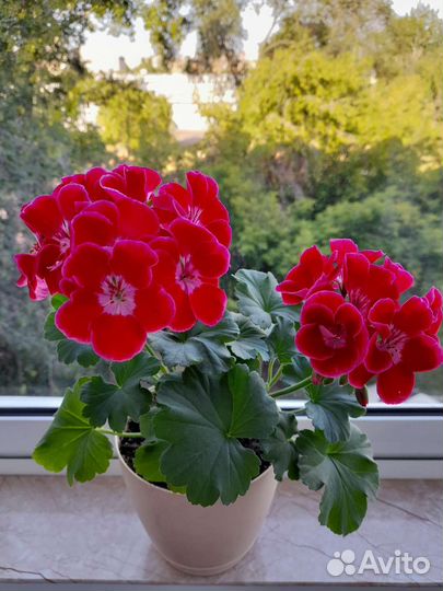 Герань пеларгония
