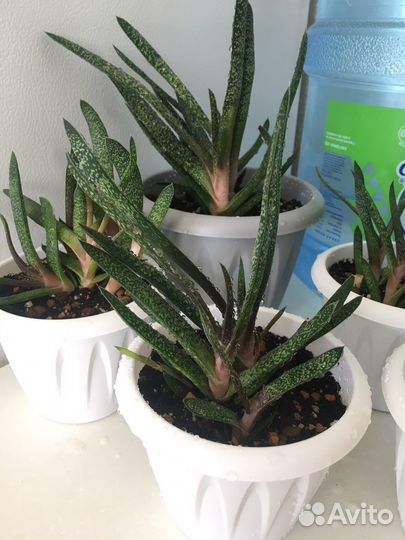 Цветы комнатные