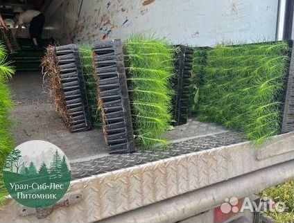 Сеянцы зкс Сосна Ель Лиственница окс Голуб Горн