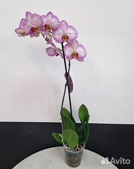 Орхидея