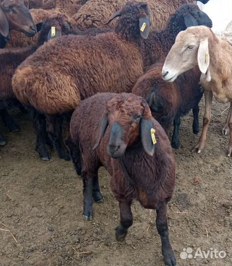 Овцы бараны ягнята