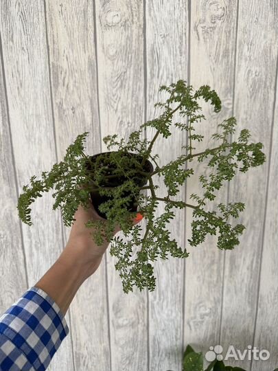 Пилея мелколистная