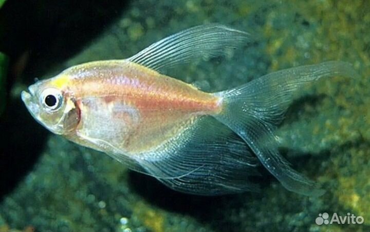 Продажа аквариумных рыбок