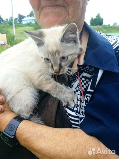 Охос азулес