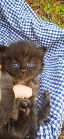 Персидский котик