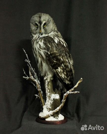 Таксидермия птиц изготовление чучел, трофеев