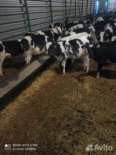 Телята мясной породы бычки