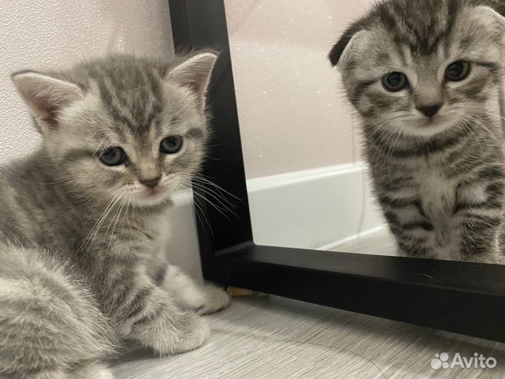 Шотландские котята